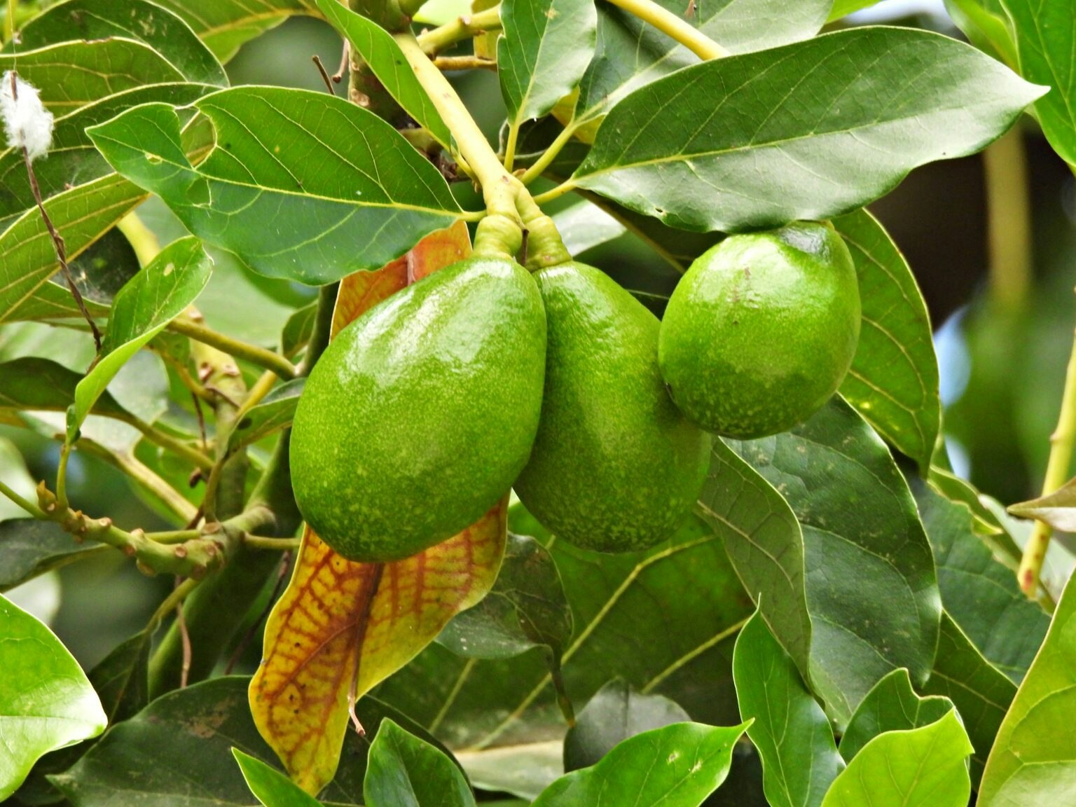 Green avocados growing on a tree surrounded by green leaves.