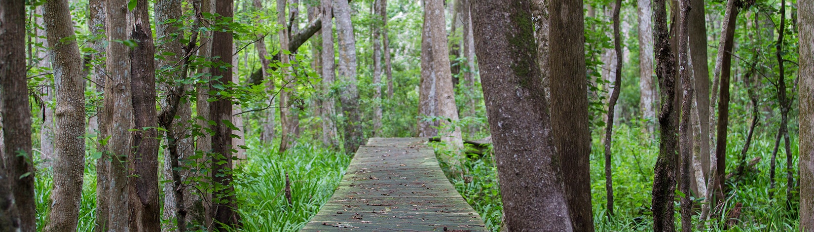 A wooden boardwalk through a dense green forest with tall trees and abundant foliage.