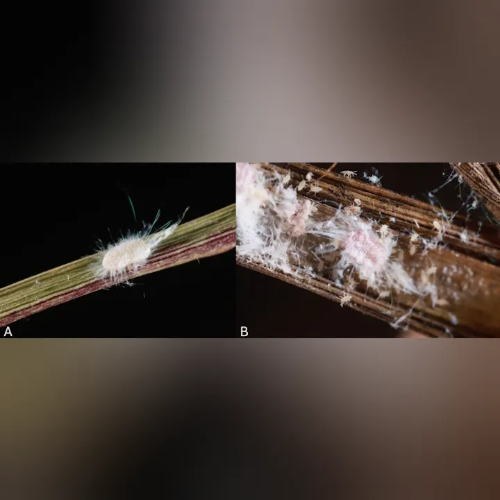 The image shows two close-up views of mealybug pests on grass stems: A cream-white adult female ahead of reproduction on a leaf blade (A) and a pink mated female with many nymphs (crawlers) down in the thatch (B). Credit: Erin C. Powell (FDACS-DPI).