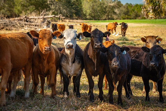 A group of cows and calves standing in a grassy field with trees in the background.