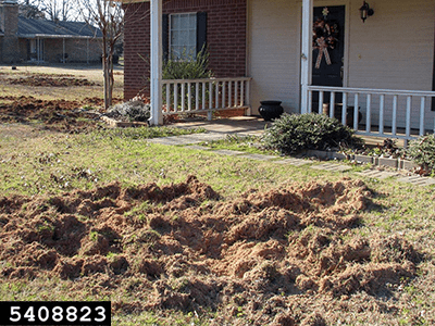Front yard of a house with grass torn up, possibly by animals.