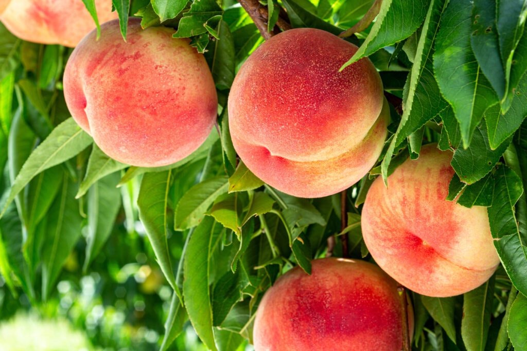 Ripe peaches hanging from a tree with green leaves.