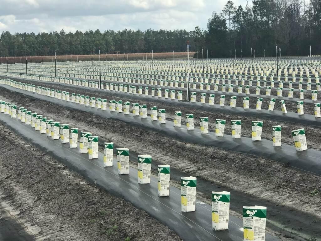 Rows of cartons used as planters are arranged in a field, with trees in the background.