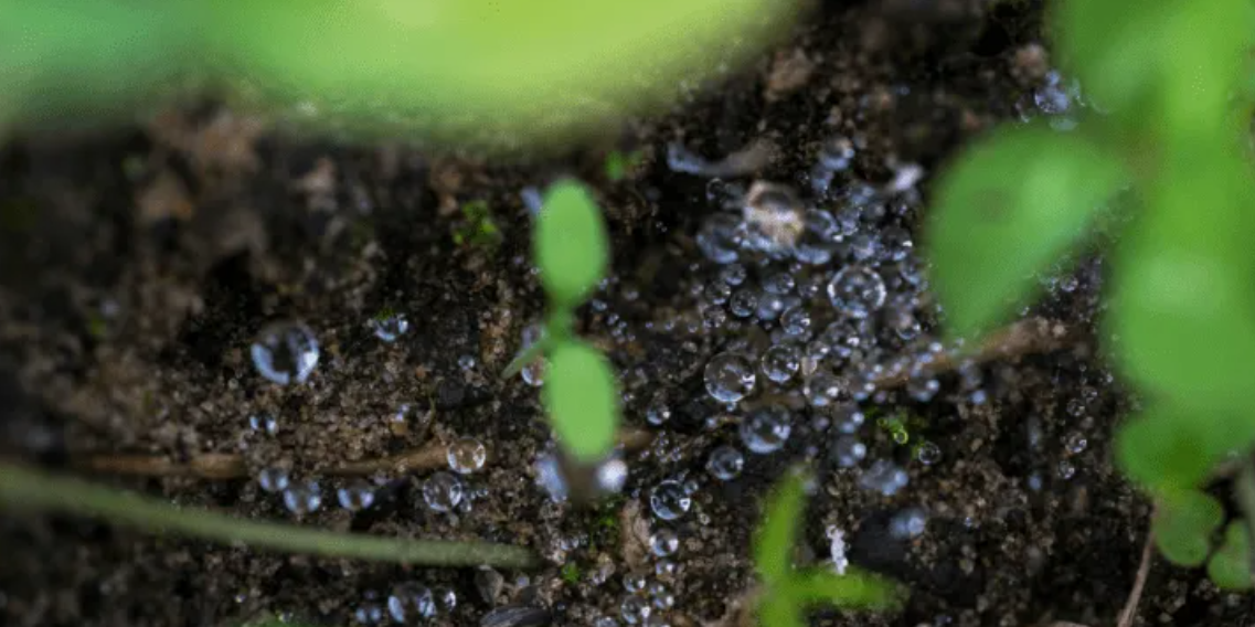 Water droplets on soil with small green plants.