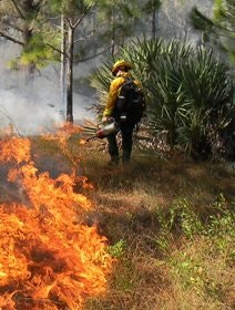 A firefighter managing a controlled burn in a forest area.
