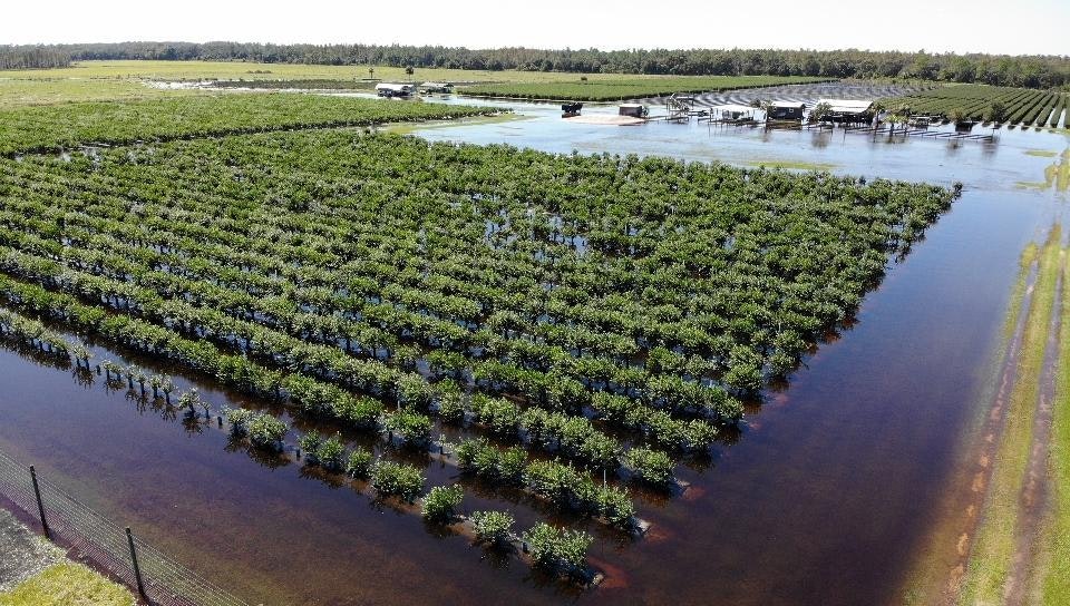 Aerial view of a flooded farm with rows of crops.