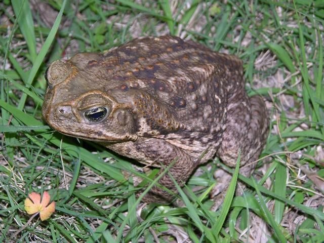 A toad on grass, possibly at night due to flash lighting.