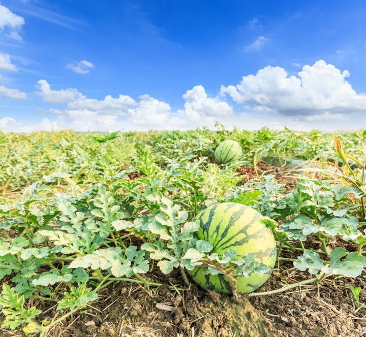 A watermelon field under a blue sky with fluffy clouds.