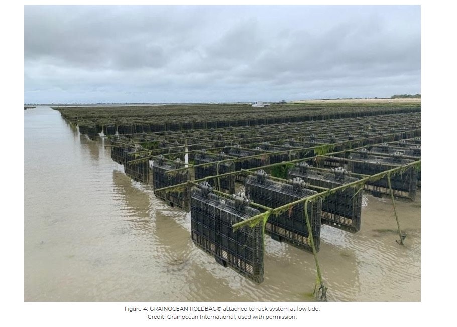 Oyster farming racks at low tide with mesh bags for growing oysters.