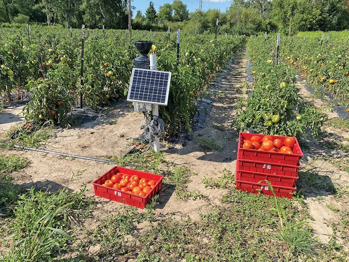 Tomato field with red crates of tomatoes and a solar-powered device.