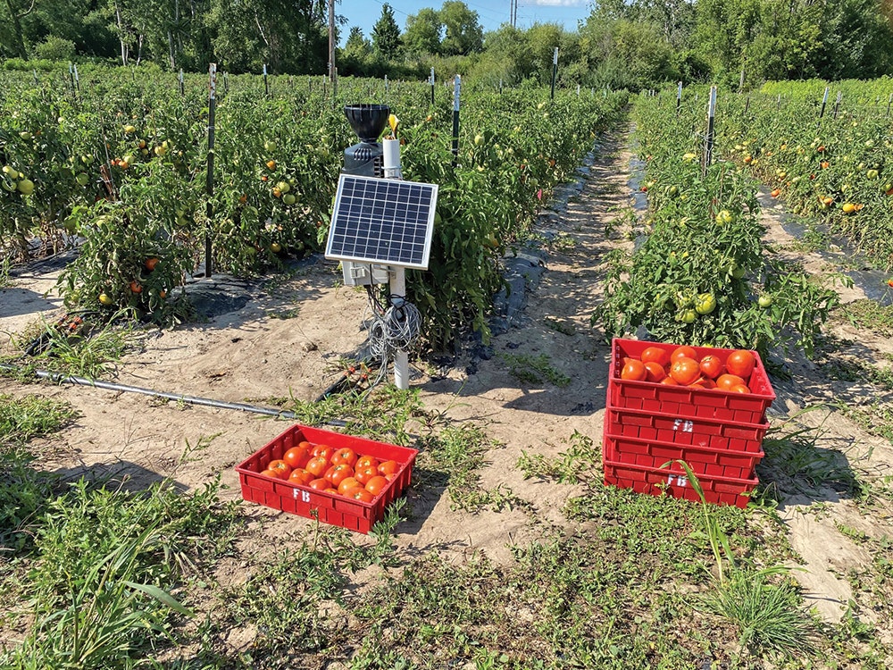 Tomato field with red crates of tomatoes and a solar-powered device.
