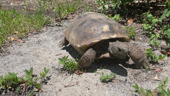 A tortoise is walking on sandy ground surrounded by some grass and small plants.