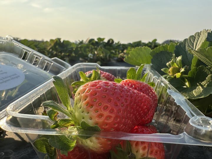 Fresh strawberries in a plastic container set in a strawberry field.