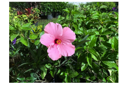 May contain: flower, plant, geranium, petal, herbal, herbs, vegetation, anemone, and hibiscus
