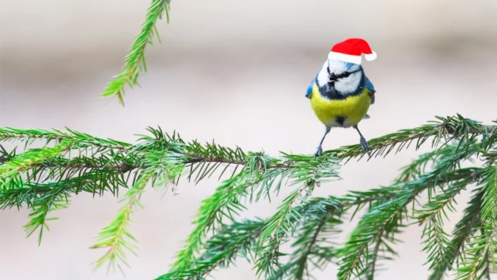 A small bird wearing a Santa hat perched on a pine branch.