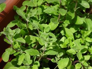 A pot of lush green plants basking in sunlight.