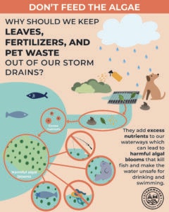 Infographic on keeping leaves, fertilizers, and pet waste out of storm drains to prevent harmful algae blooms that affect fish and water quality.