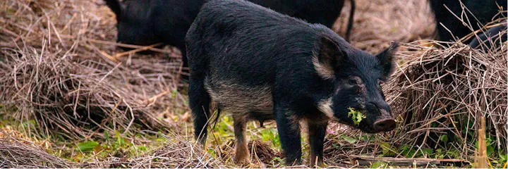 A black pig is foraging in a grassy area surrounded by dry twigs and foliage.