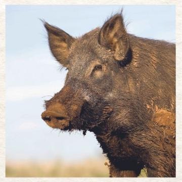 Close-up of a wild boar's head against a blue sky background.