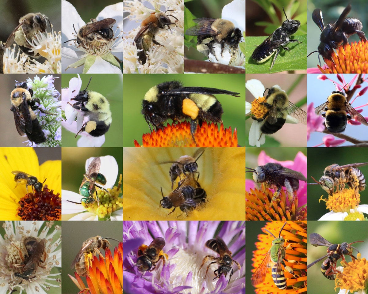 Collage of various bees and wasps on flowers, displaying diversity in colors and species.