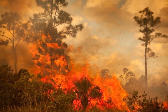 A forest fire with intense flames and smoke, consuming trees and vegetation.