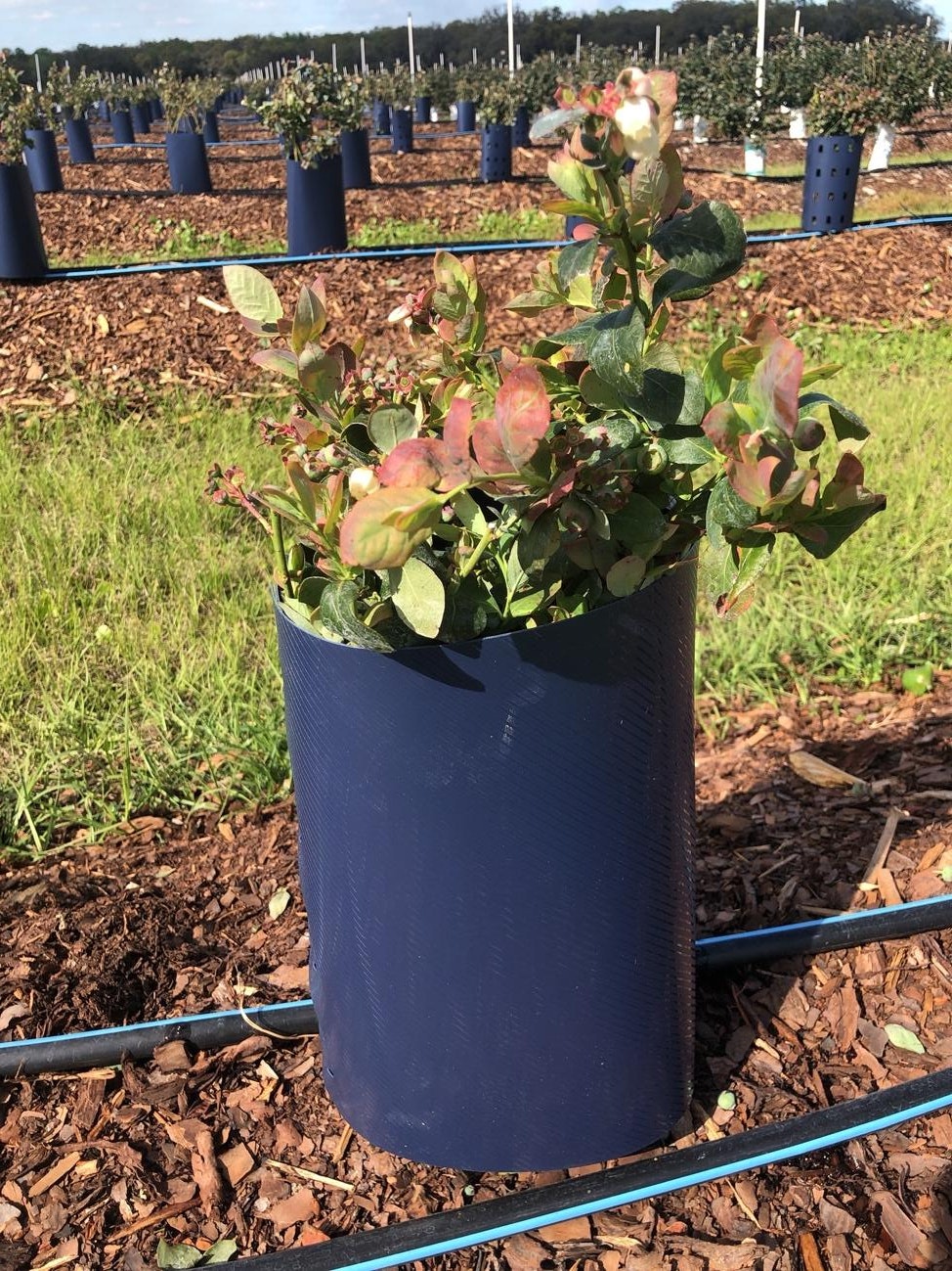 A potted plant growing outdoors in a mulch-covered area with irrigation tubes.