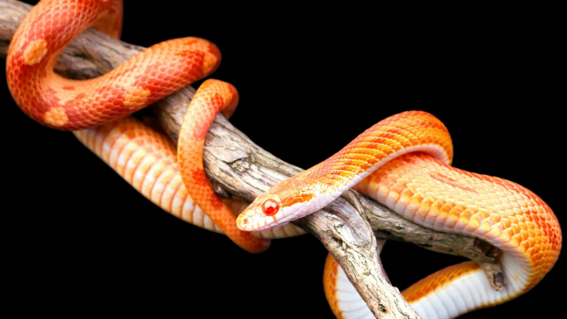 A vibrant orange snake coiled around a branch against a black background.