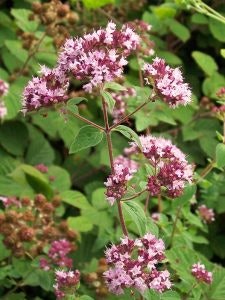 Pinkish-purple flowers with green leaves, possibly oregano, in a natural setting.