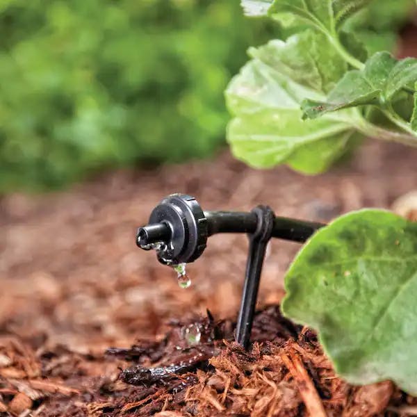 Drip irrigation emitter on soil with water droplets, surrounded by green plants.