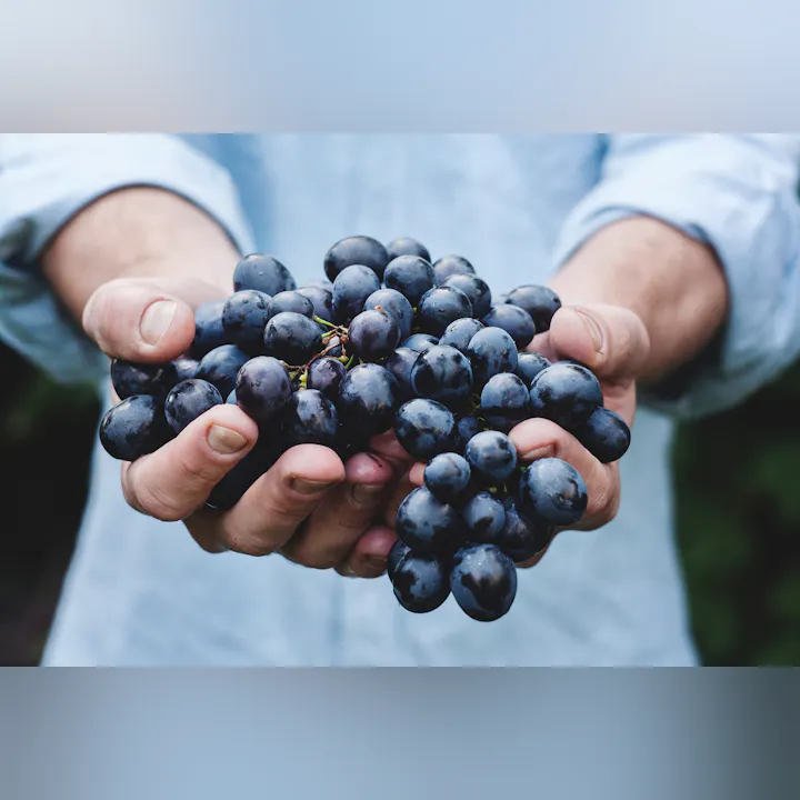 A person is holding a large bunch of dark grapes in their hands, showcasing fresh, ripe fruit.