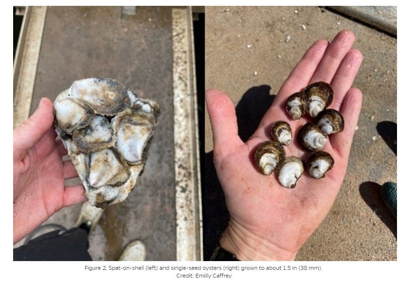 Person holding a cluster of oysters on the left and several single oysters on the right hand.