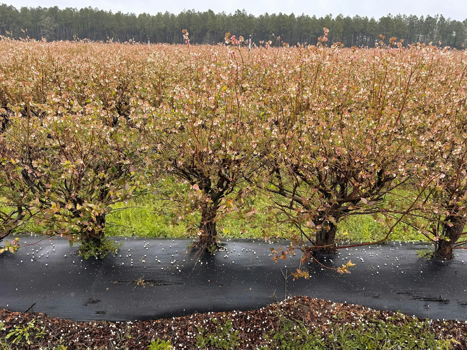 A field of flowering shrubs, with dark ground cover, likely in a farm setting, bordered by distant trees.