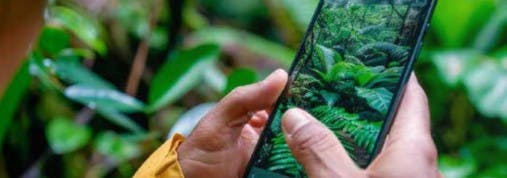 Person holding a smartphone with a jungle scene on the screen, surrounded by lush greenery.