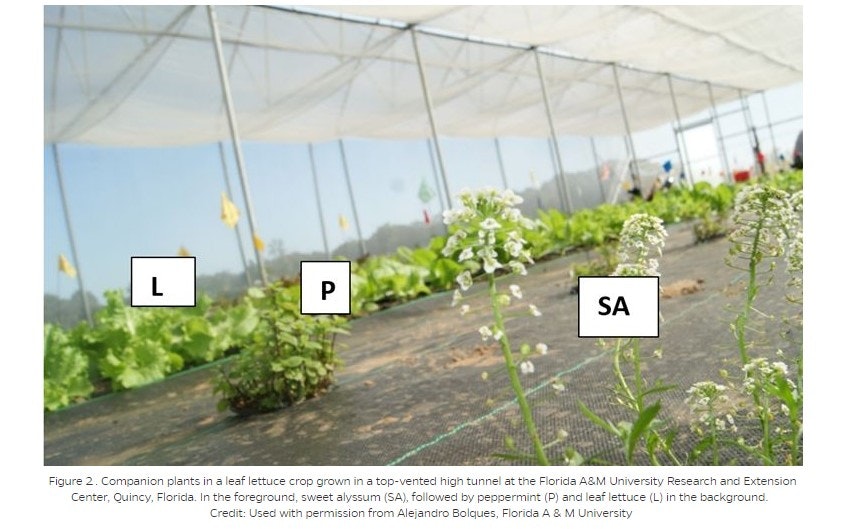 A greenhouse with lettuce (L), sweet alyssum (SA), and peppermint (P).
