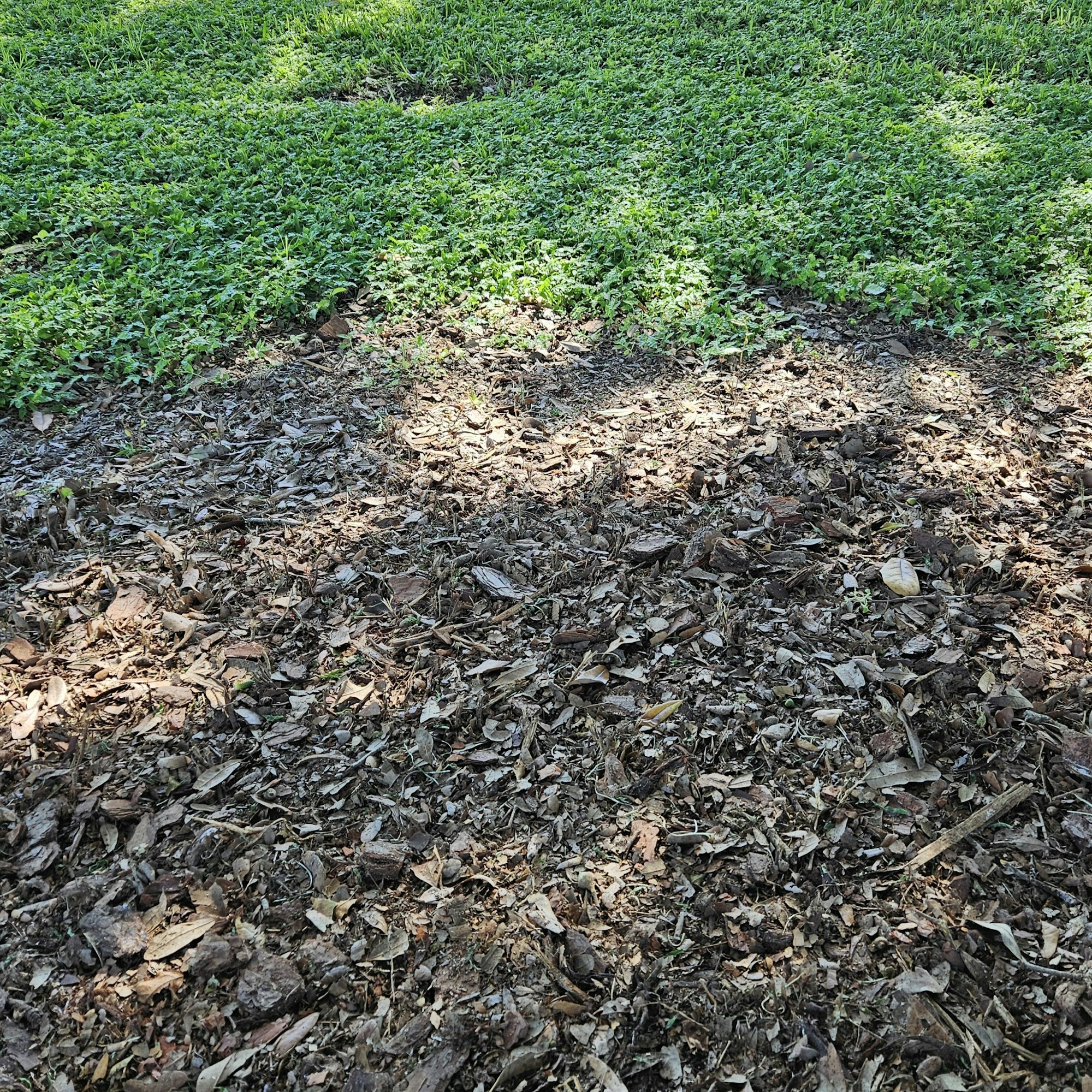 The image shows a patch of green basket grass transitioning to a dry, leaf-covered mulched area.