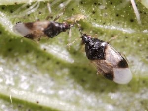 Two small black and white insects on a leaf surface, possibly aphids or parasitic wasps.