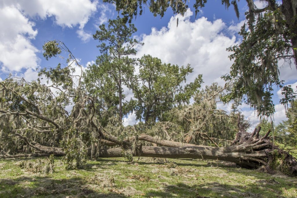 A large tree lies uprooted on the ground, surrounded by branches, with a blue sky and clouds in the background.