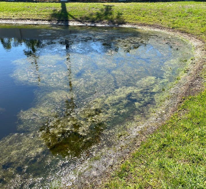 Pond with algae, reflections of trees, surrounded by grass and sunlight.