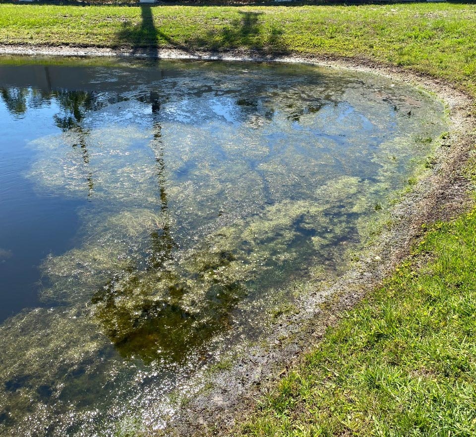 Pond with algae, reflections of trees, surrounded by grass and sunlight.