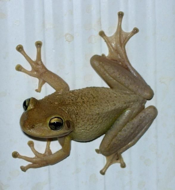 A brown frog with large eyes clinging to a vertical, corrugated surface.