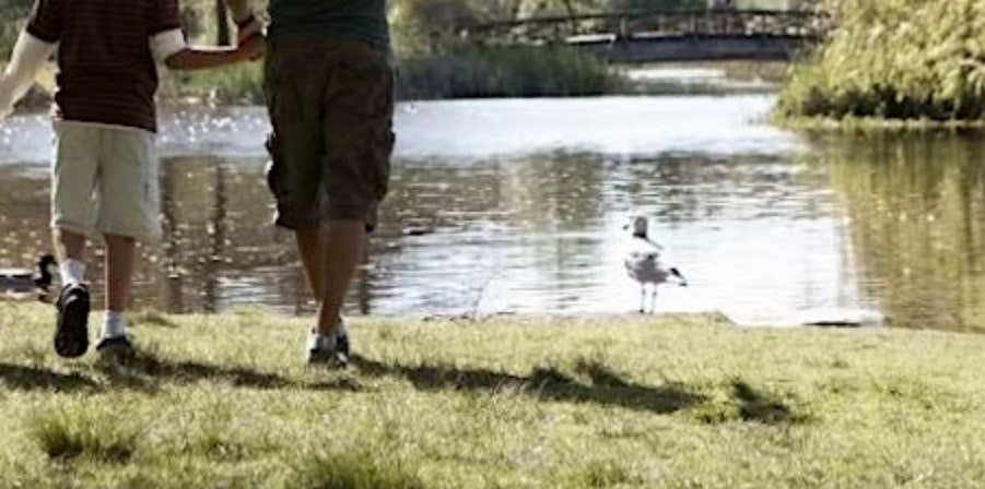 Two people walking by a pond with a seagull in the foreground.