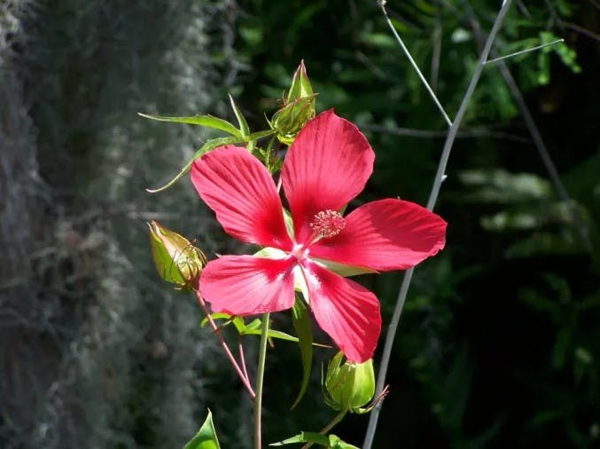 A vibrant red flower with green buds and leaves, set against a blurred natural background.