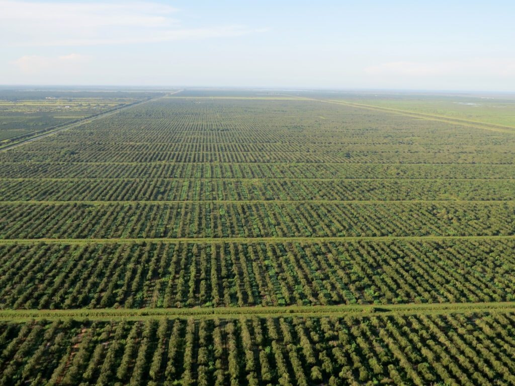 Aerial view of vast, organized tree plantation with rows of trees stretching to the horizon.