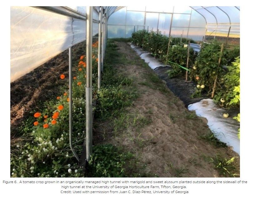 Tomato plants and flowers in a high tunnel at a university farm.