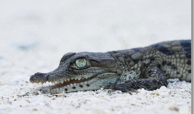 A young crocodile on sandy ground, close-up of its head and eye.