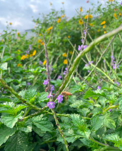A close-up of green plants with purple flowers and a bee, under a cloudy sky.