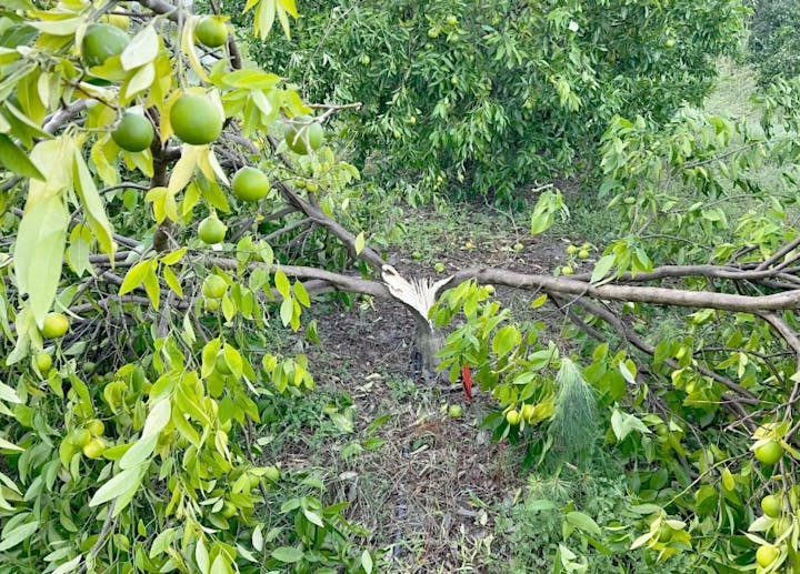 A tree with green fruit has fallen, breaking at the trunk, amidst dense greenery.