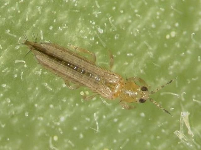A close-up of a tiny insect on a green surface.