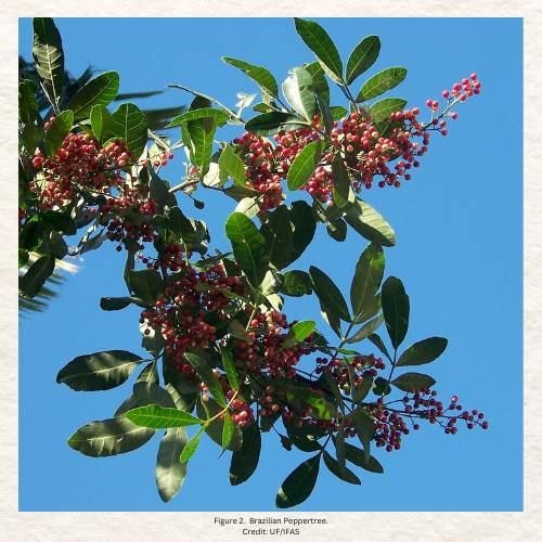 Branches of a Brazilian Peppertree with green leaves and clusters of small red berries against a clear blue sky.