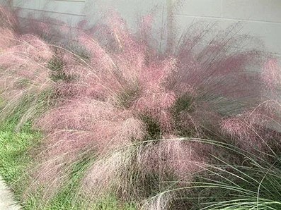 Pink muhly grass with feathery plumes, growing alongside a wall.